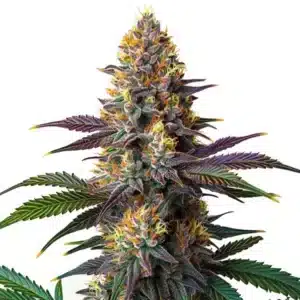 Kush Mints Fast Version cannabis plant with frosty green and purple buds
