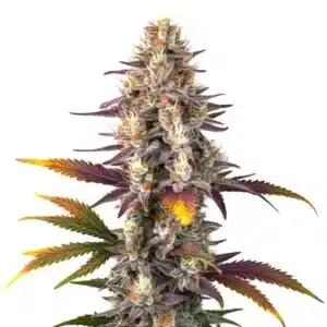 Plante de cannabis Kush Mints Regular avec des fleurs givrées et un arôme mentholé