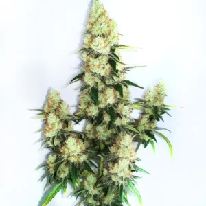 Plante de cannabis Kush XL Auto avec gros bourgeons résineux.