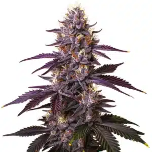 Kushberry weed plant showing compact buds with rich berry hues