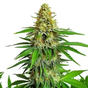Kyle’s Cherry AK 47 strain with colorful buds and trichome coverage
