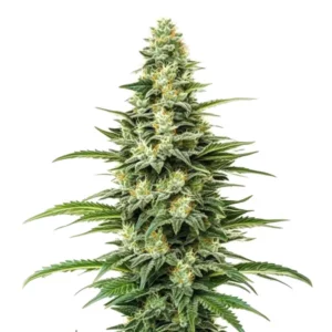 Kyle’s Skywalker OG cannabis plant with dense, frosty colas and dark leaves