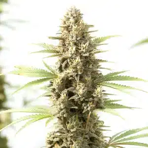 Kyle’s Sweet Island – Variété de cannabis