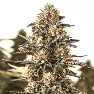 L.A. Confidential x Afghan Kush cannabis plant with dense frosty buds and purple-tinted leaves.