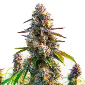 Tête de cannabis LA Confidential aux teintes violettes, trichomes denses et pistils orange sur fond clair.