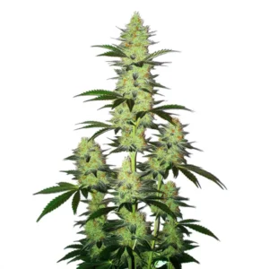 Plante de cannabis LA Confidential Auto aux fleurs denses.
