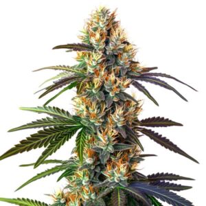 Plant de cannabis LSD aux fleurs vertes et orangées recouvertes de cristaux.