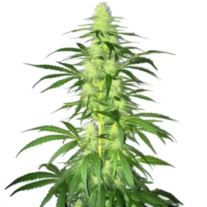 Lamb’s Bread cannabis plant with long, airy buds and vibrant green leaves