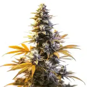Plante de cannabis Larry OG avec des têtes résineuses et des feuilles vert foncé