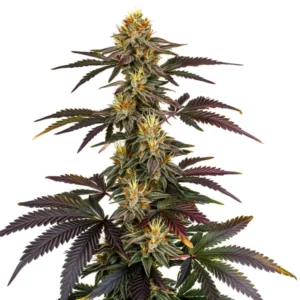 Plante de cannabis Lava Cake avec des têtes denses aux reflets violets