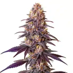 Plante de cannabis Lavender avec des feuilles sombres et des fleurs compactes
