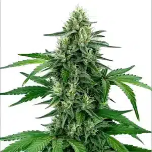 Tête de cannabis Legend OG aux teintes violettes intenses, couverte de trichomes brillants et de pistils orangés.