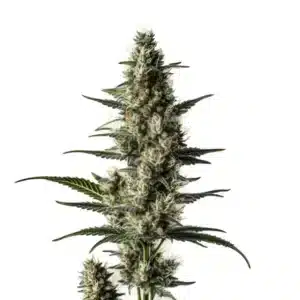 Bourgeon de Lemon Auto couvert de trichomes blancs avec feuilles étroites et pistils orangés.