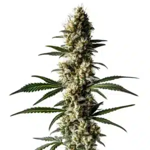 Plante de cannabis Lemon Diesel avec des fleurs givrées et des tons verts lumineux