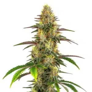 Plante de cannabis Lemon Garlic OG avec des bourgeons denses et résineux