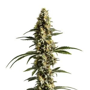 Plante de cannabis Lemon Haze Autoflower F1 avec de grandes fleurs résineuses.