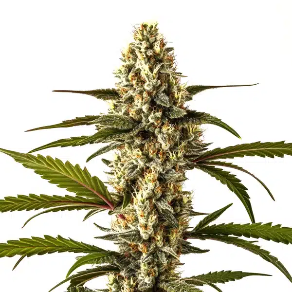 Lemon Haze Auto