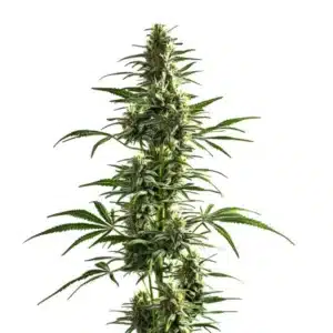 Plante de cannabis Lemon Haze Diesel élancée avec têtes allongées, feuillage vert clair et structure aérée.