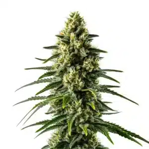 Lemon Haze Fast Version cannabis plant with citrus-scented buds and vibrant green leaves