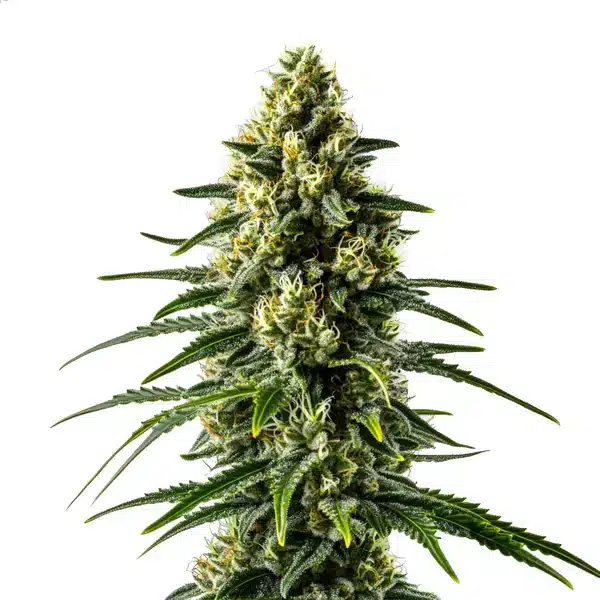 Lemon Haze Floraison Rapide