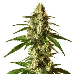 Plante de cannabis Lemon Kush aux feuilles vertes et pistils orange.