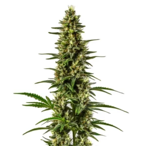 Plante de cannabis Lemon OG avec des têtes vertes et orangées