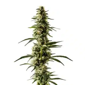 Lemon Skunk couverte de trichomes brillants et feuilles étroites vert foncé.
