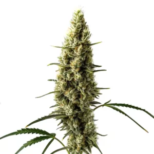 Plante de cannabis Lemon Skunk Auto aux pistils orange.