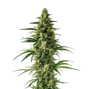 Plante de cannabis Lemon Tree avec des fleurs recouvertes de trichomes blancs