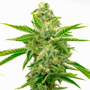 Bourgeon de Lemon Tree x Channel Kush vert clair avec trichomes denses et feuilles fines en éventail.