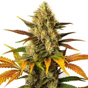 Plante de cannabis Lemon Tree x Zkittlez avec des bourgeons résineux multicolores