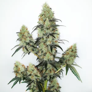 Cannabis Lemon Zkittlez Auto aux bourgeons givrés.
