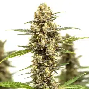 Lemonaid OG cannabis plant with frosty trichomes and bright orange pistils.