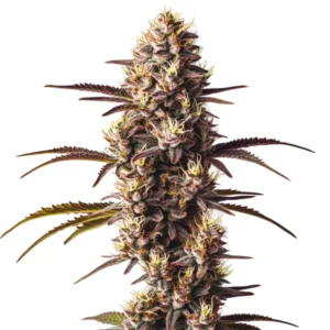 Sommet d’un plant de cannabis London Pound Cake aux fleurs compactes et colorées.