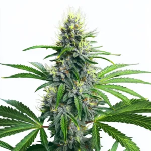 Plante compacte de cannabis Lowryder Auto.