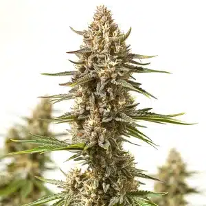 Gros plan de la tête de cannabis Lyly Sour x Blue OG recouverte de trichomes.
