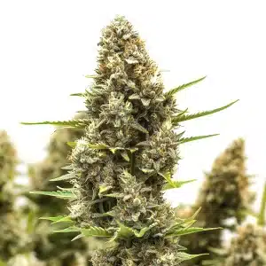 Photo macro d’un bourgeon de cannabis M8 recouvert de cristaux.