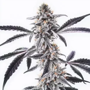 Plante de cannabis Mac x Rainbow Regular avec des fleurs résineuses et des feuilles colorées