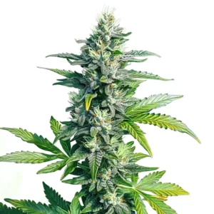 Plante de cannabis MK Ultra avec des fleurs couvertes de trichomes scintillants.