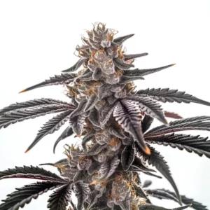 Grosse tête compacte de cannabis Mac Burger riche en résine.