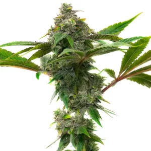 Plant de cannabis Mac & Cheese aux bourgeons verts recouverts de trichomes.