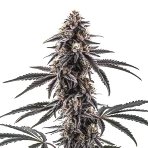 Grosse tête de cannabis Mac Regular avec trichomes givrées et structure dense