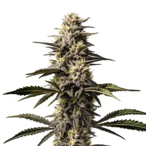 Mac Rillaz F1 cannabis strain with tall structure and resin-coated colas