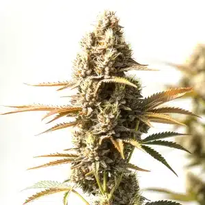 Plante de cannabis Magnum Autoflower avec des têtes denses et des feuilles vertes vibrantes