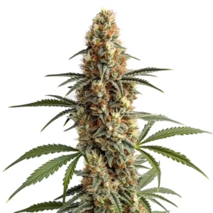 Gros plan d’un plant de cannabis Mamba Negra aux têtes denses et résineuses.
