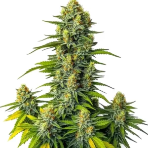 Plante de cannabis Mamba Negra Auto avec têtes épaisses.