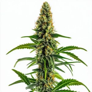 Plante de cannabis Mamba Negra CBD avec fleurs compactes et pistils orange