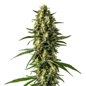Plante de cannabis Mamba Negra CBD Auto avec résine brillante.