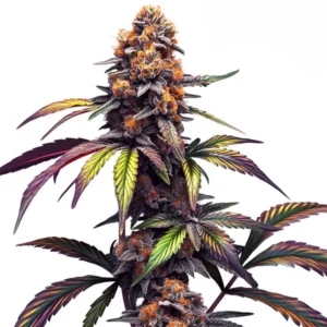 Plante de cannabis Mamba Negra CBG avec bourgeons résineux et feuilles sombres