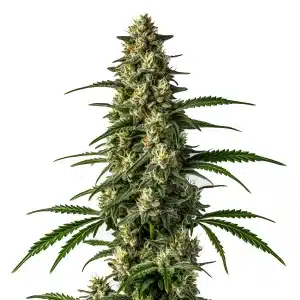 Têtes de cannabis Mamba Negra Fast Version riches en résine.